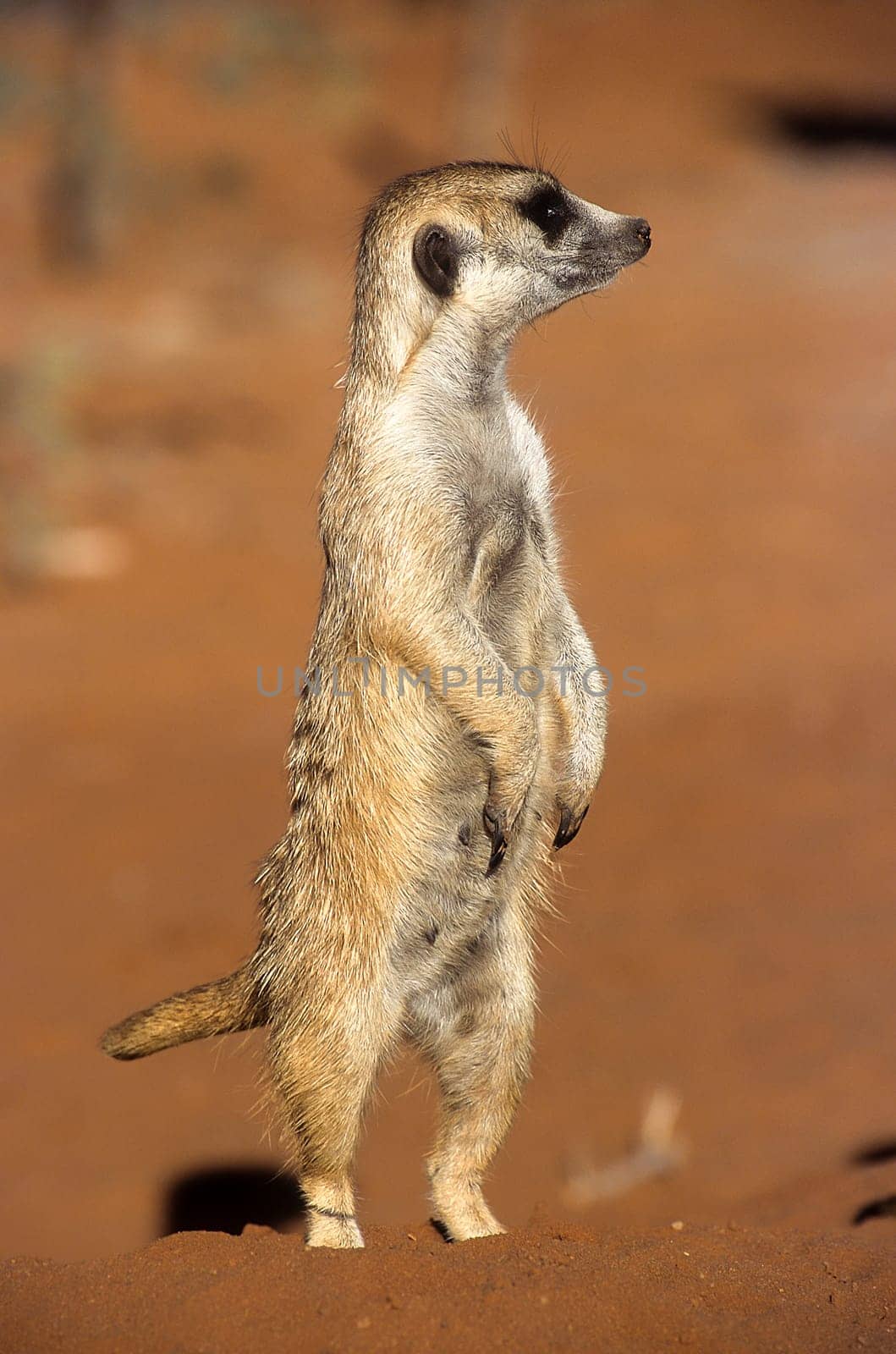 Suricate (Suricata suricatta), Africa, Namibia, Hardap, Kalahari