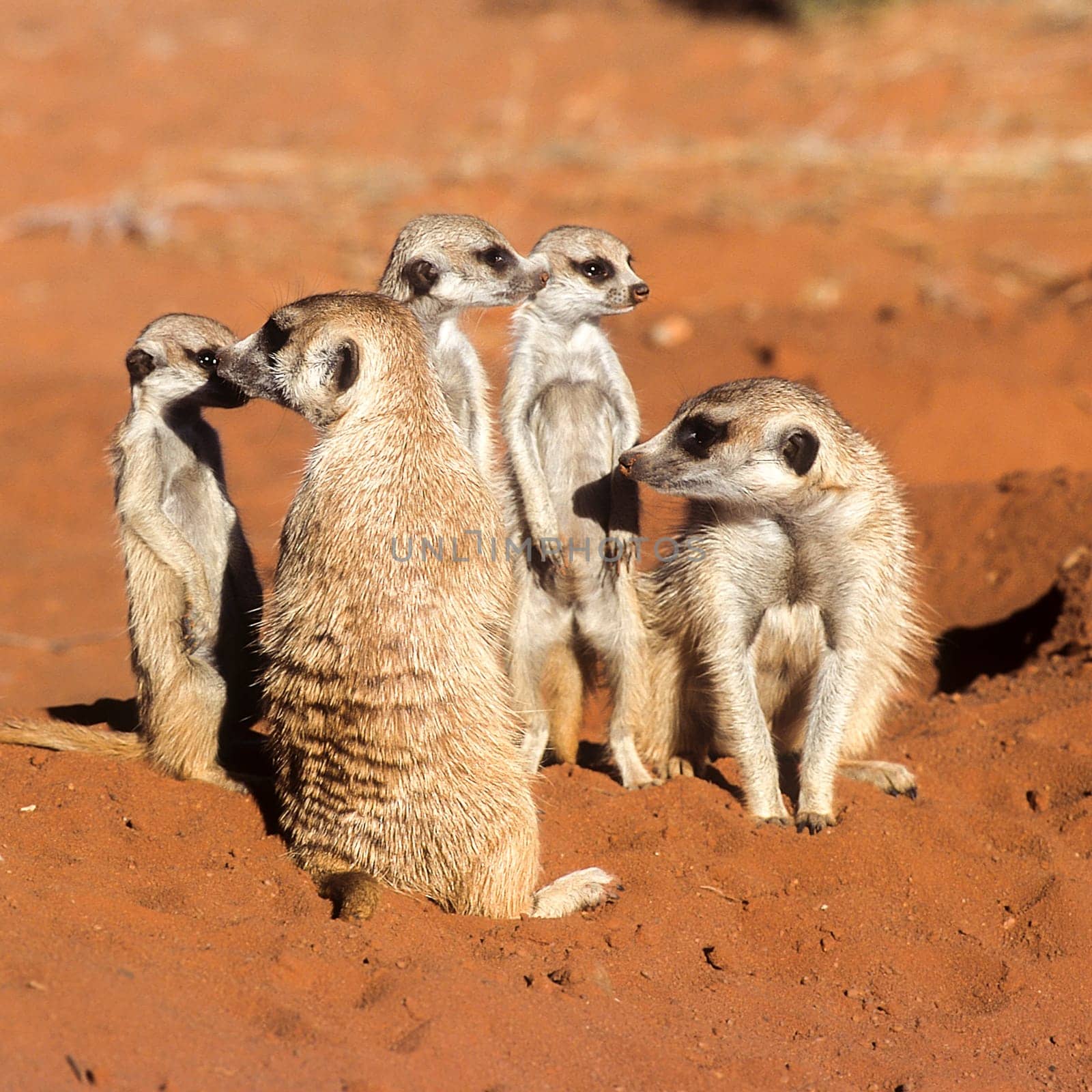 Suricate (Suricata suricatta), Africa, Namibia, Hardap, Kalahari