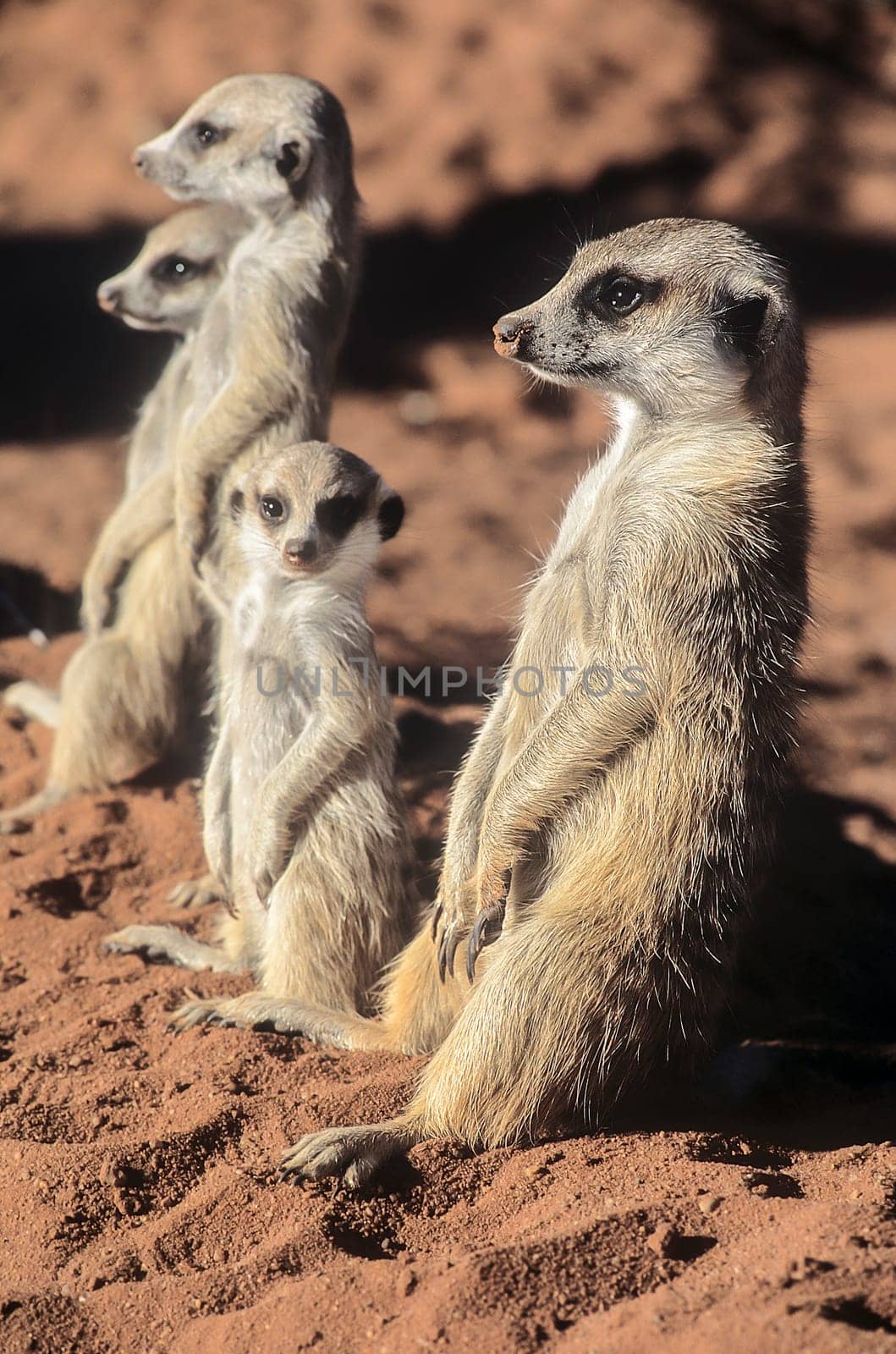 Suricate (Suricata suricatta), Africa, Namibia, Hardap, Kalahari