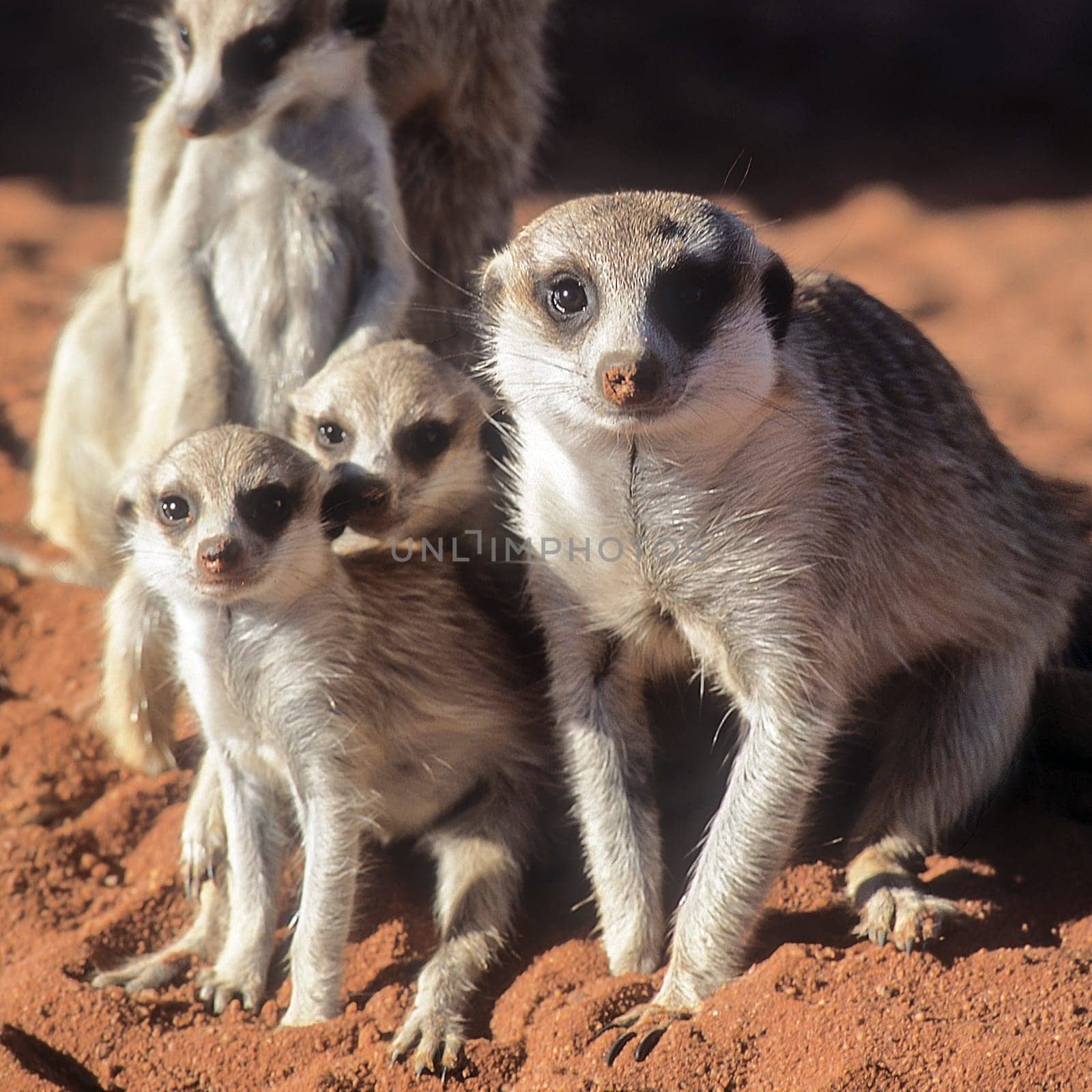 Suricate (Suricata suricatta), Africa, Namibia, Hardap, Kalahari