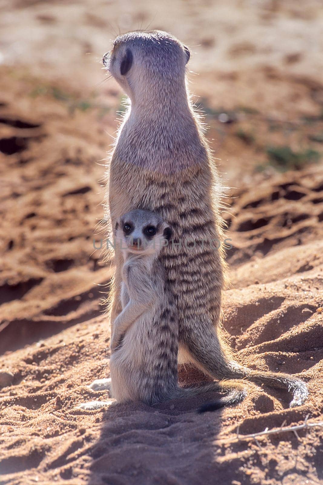 Suricate (Suricata suricatta), Africa, Namibia, Hardap, Kalahari