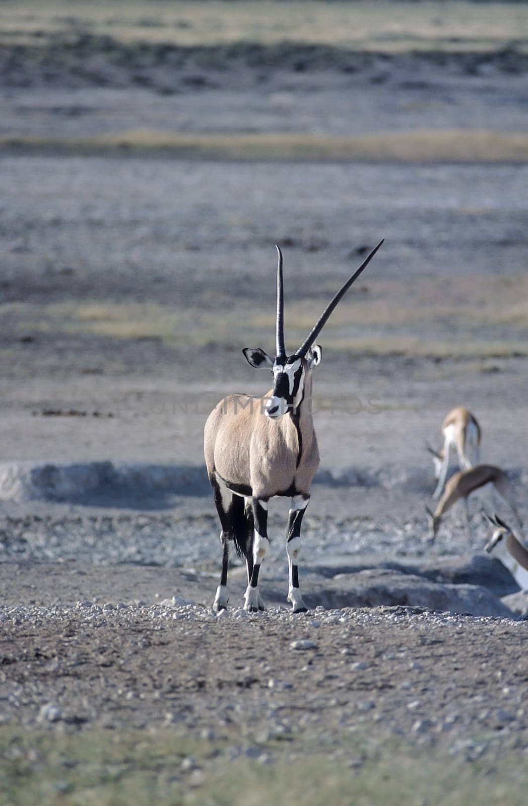 Gemsbok, (Oryx gazella), Africa, Namibia, Oshikoto, Etosha National Park