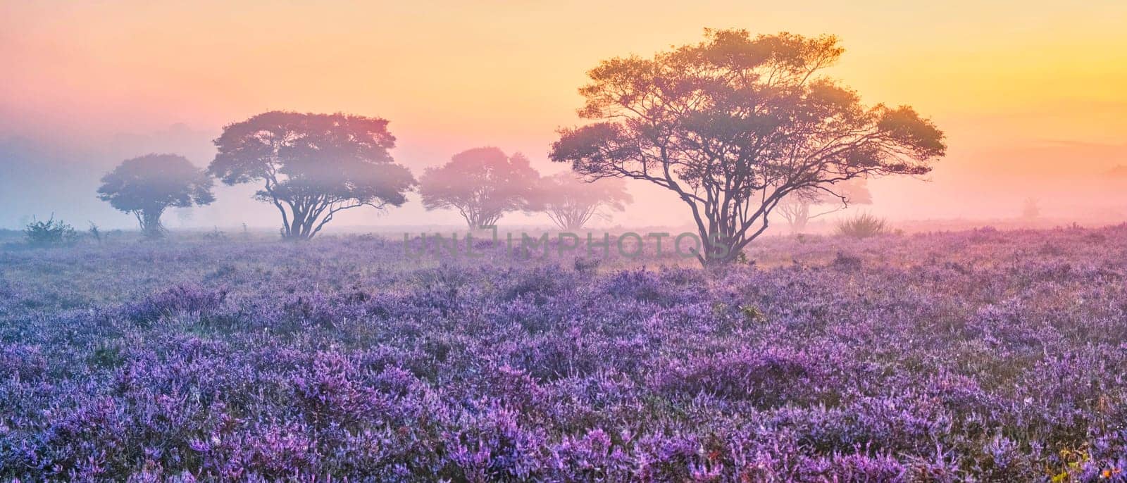 Zuiderheide National park Veluwe, purple pink heather in bloom, blooming heater on the Veluwe by fokkebok