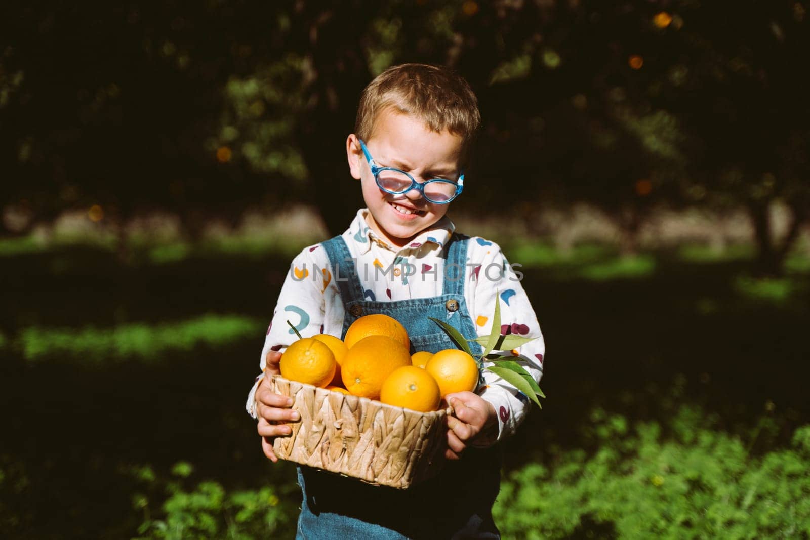 Portrait of Cute Little Farmer Boy Holding Wicker Basket full of fresh Organic Oranges. Happy child kid in eyeglasses harvest vegetable fruit in green orange garden outdoors with trees on background.