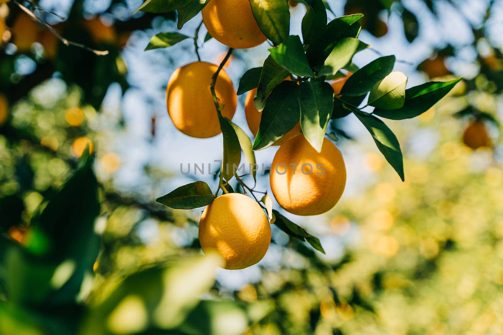 Fresh organic juicy ripe oranges hanging growing on a tree branch in the fruit garden farm orchard plantation.