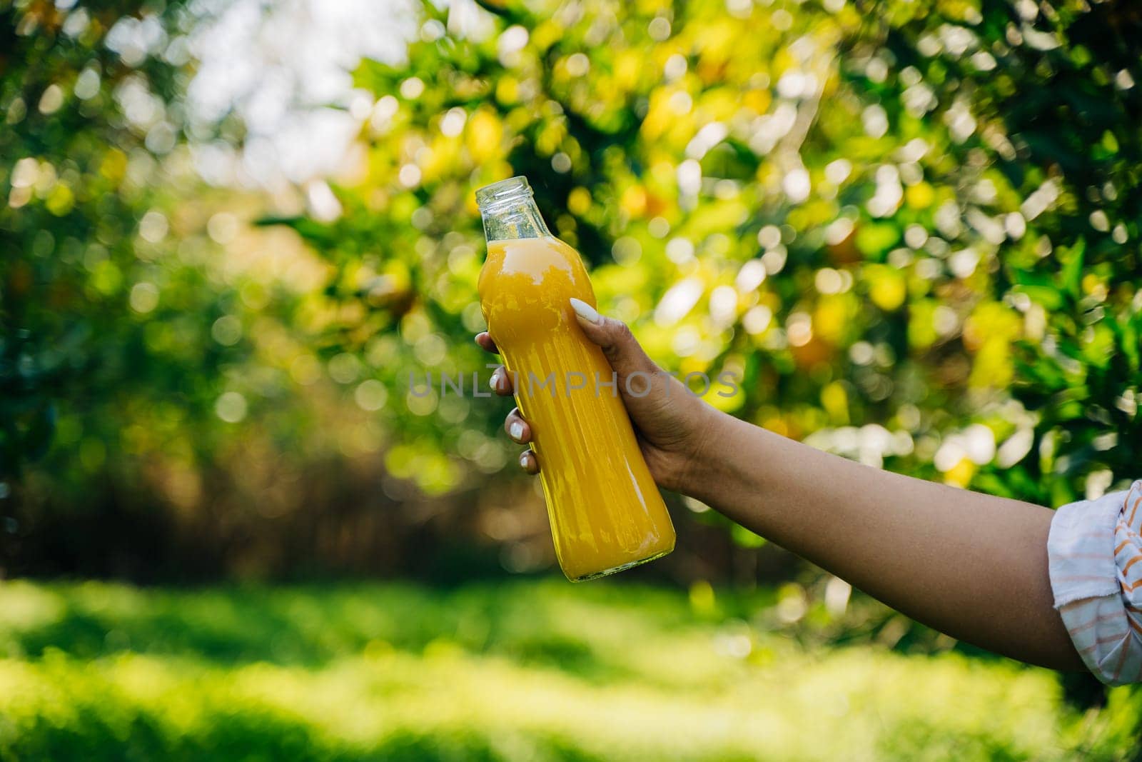Closeup hand holding a bottle of fresh organic citrus juice beverage lemonade under the ripe orange tree branch in the orangery orchard garden farm