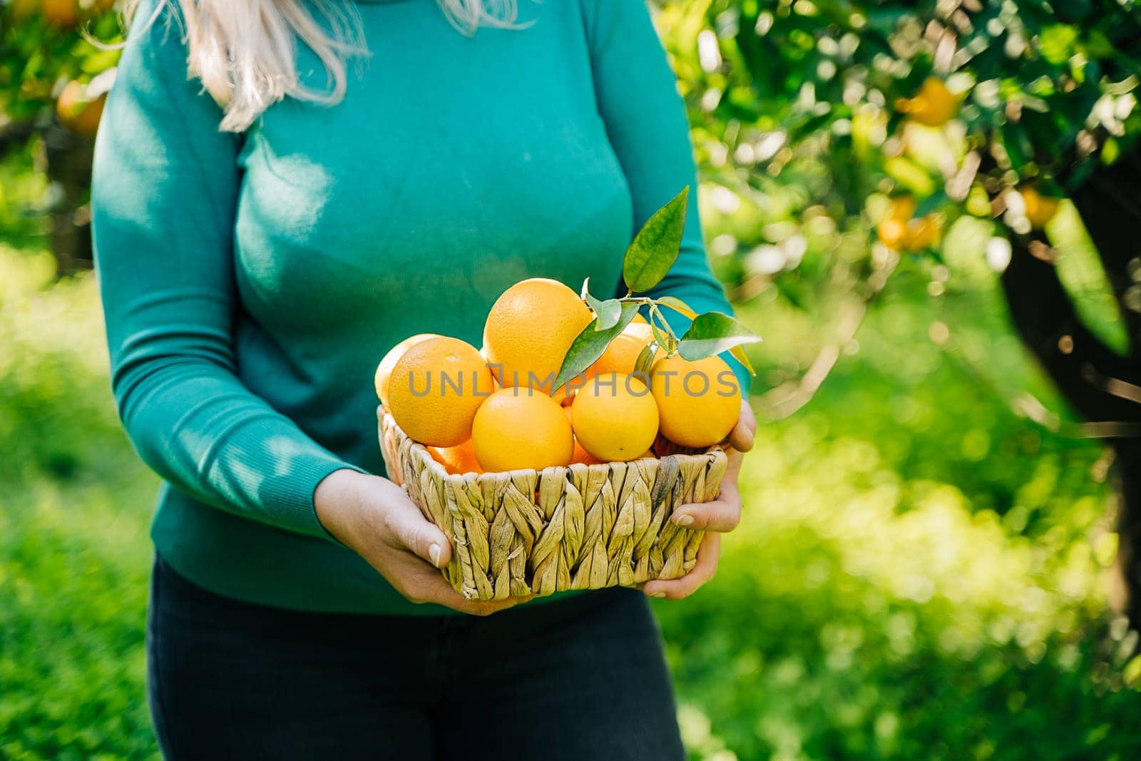 Close-up of woman hands holding wicker basket full of oranges ripe fresh organic vegetables. Summer harvest in orange garden. Background with green oranges tree by Ostanina