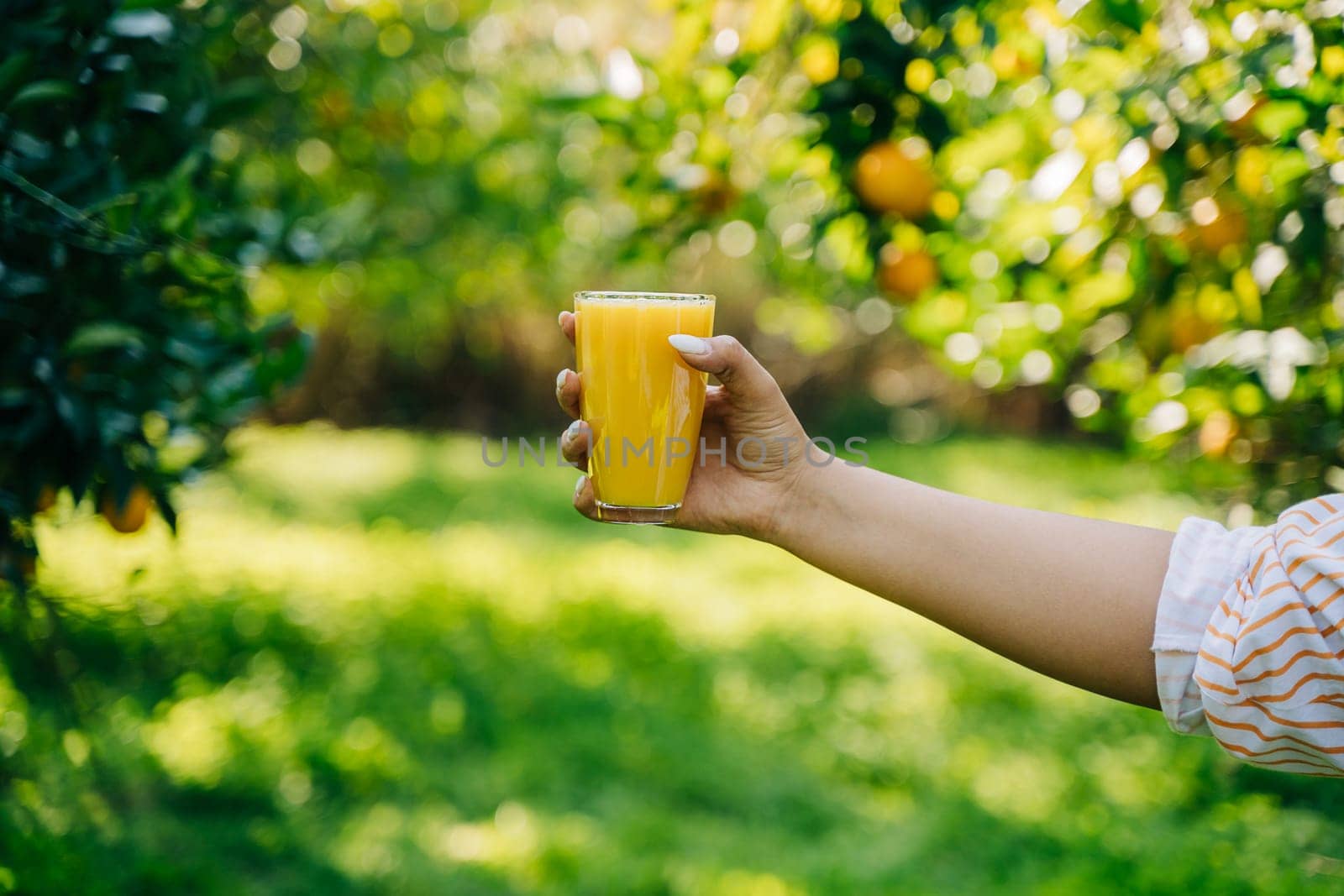 Closeup hand holding a glass of fresh organic citrus juice beverage lemonade, under the ripe orange tree branch in the orangery orchard garden farm on background.