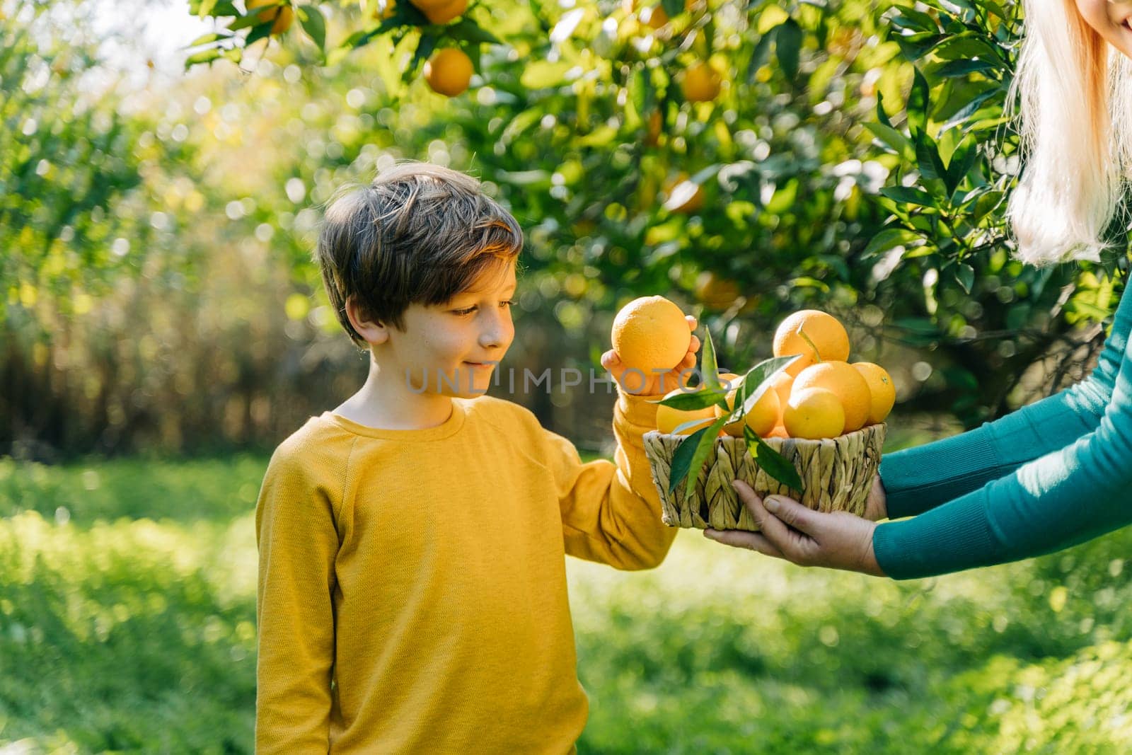 School boy kid child in yellow sweatshirt takes ripe organic juicy orange from wicker basket full of citruses that a woman mother mom holds. Family sharing oranges in the orchard garden orangery. by Ostanina