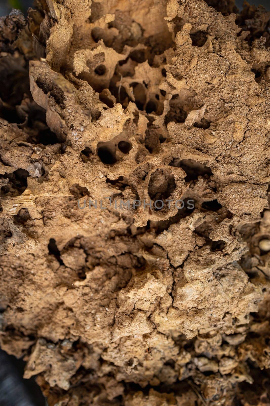 A cut and dry old hive that was full of bees