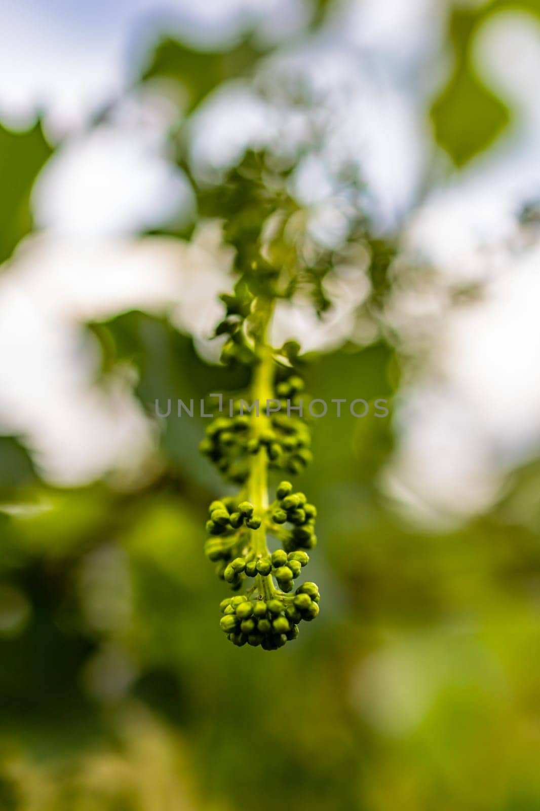 A long green flower stalk full of tiny balls