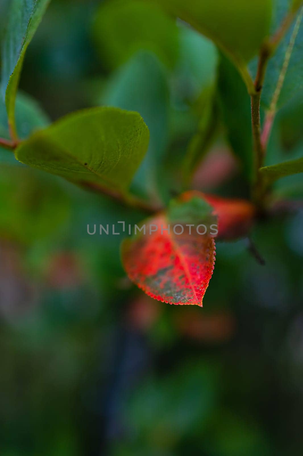 A large bush full of tiny balls and colorful leaves