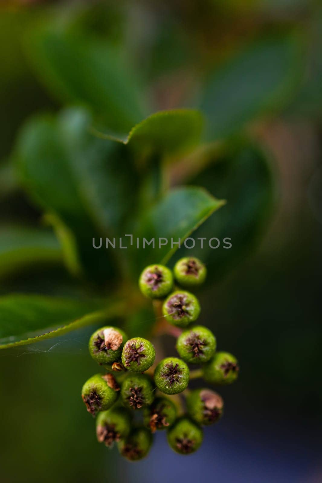 A large bush full of tiny balls and colorful leaves by Wierzchu