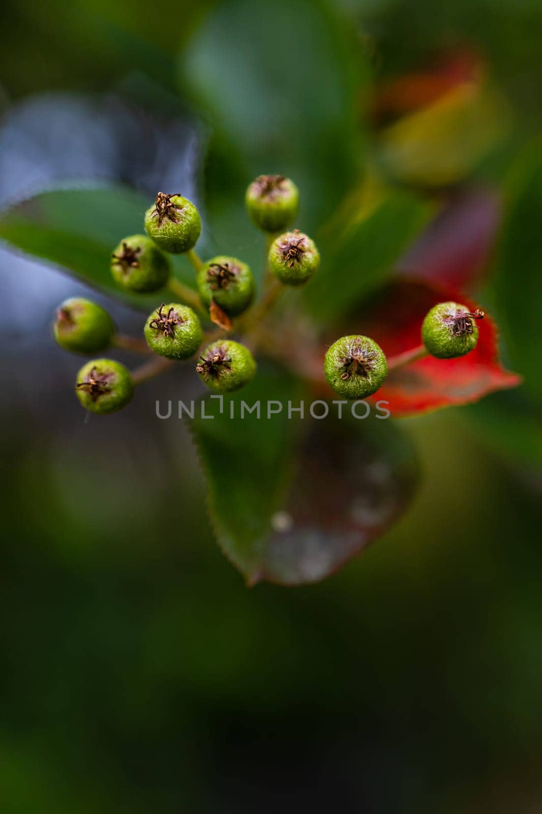 A large bush full of tiny balls and colorful leaves