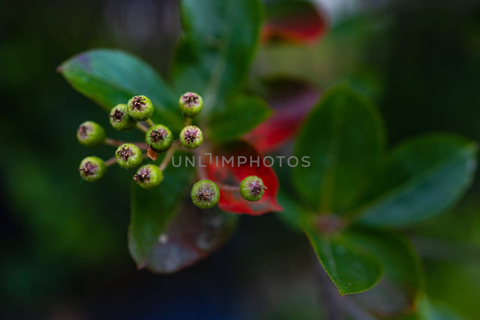 A large bush full of tiny balls and colorful leaves