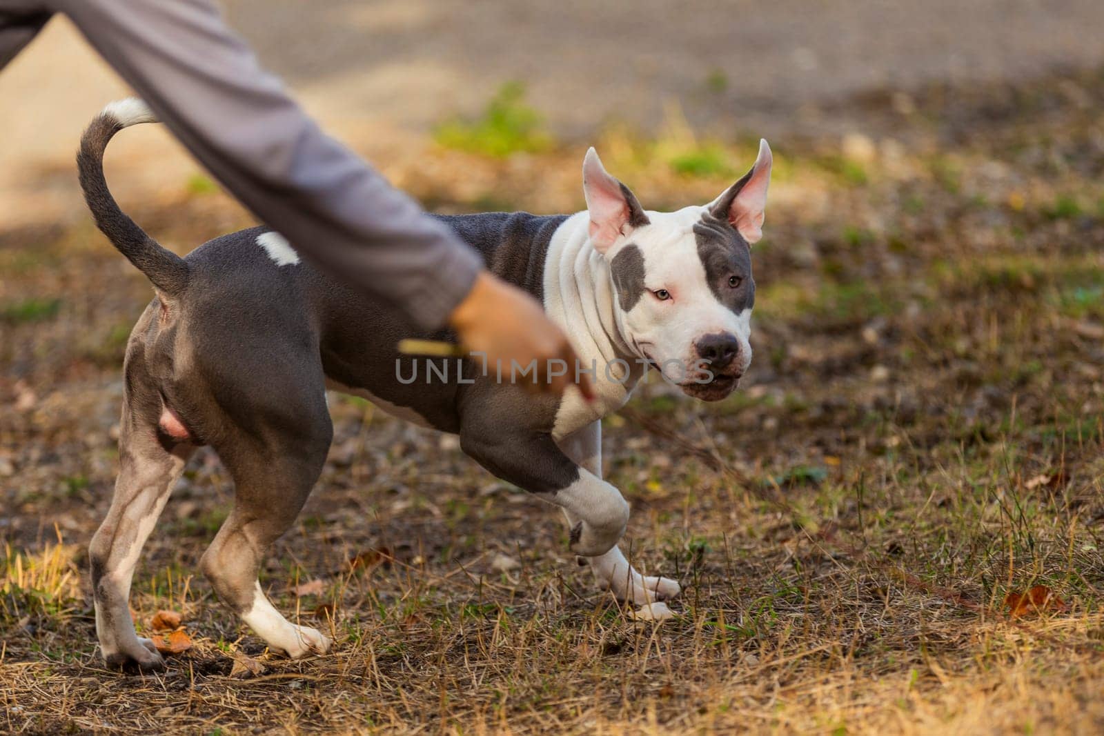 pit bull puppy playing on the playground by zokov