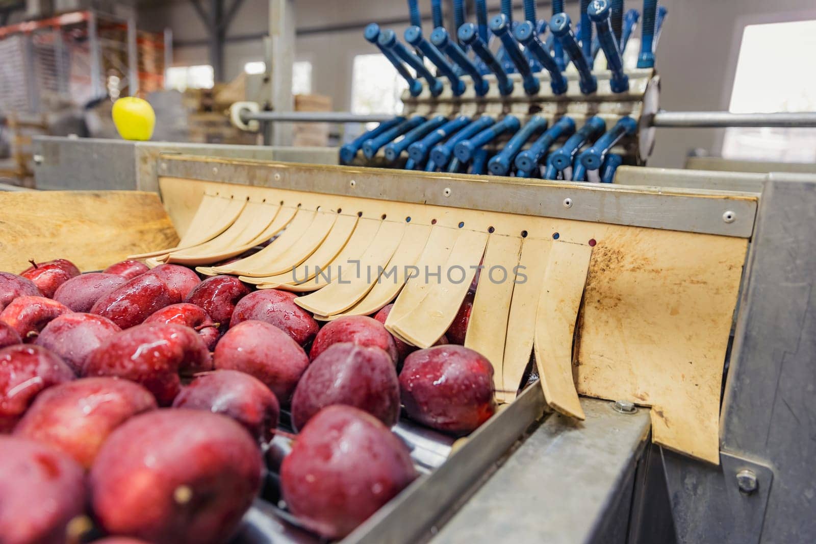 apples on an automatic line for selection and sorting