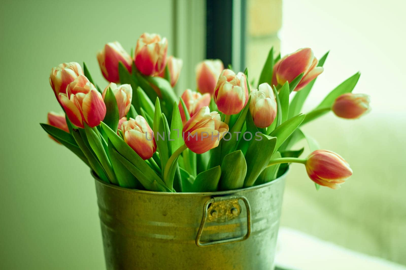 A bouquet of tulip flowers in a metal bucket is on the windowsill. Holiday greetings. Women.