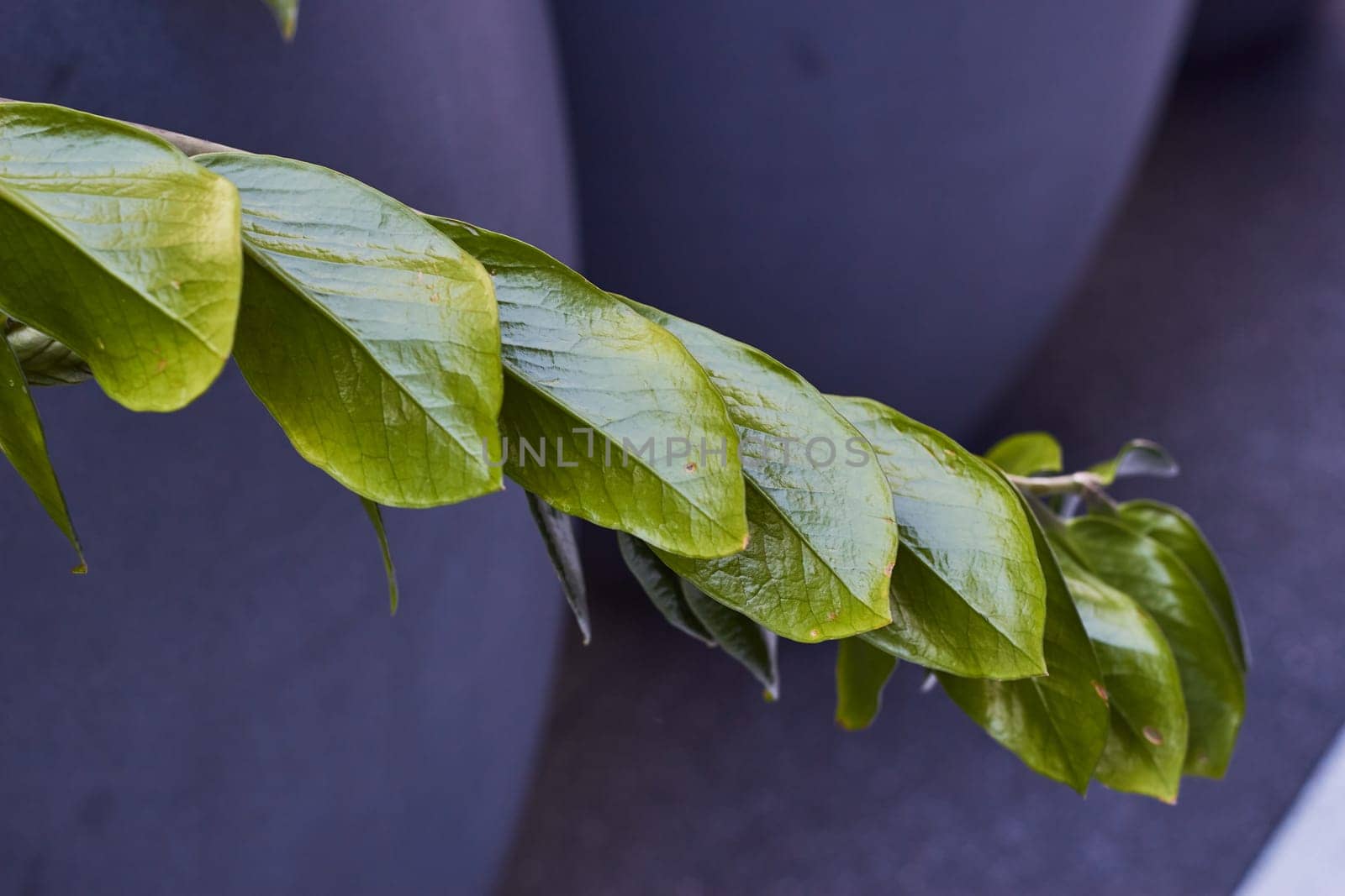 green plant with glossy leaves against of gray by electrovenik
