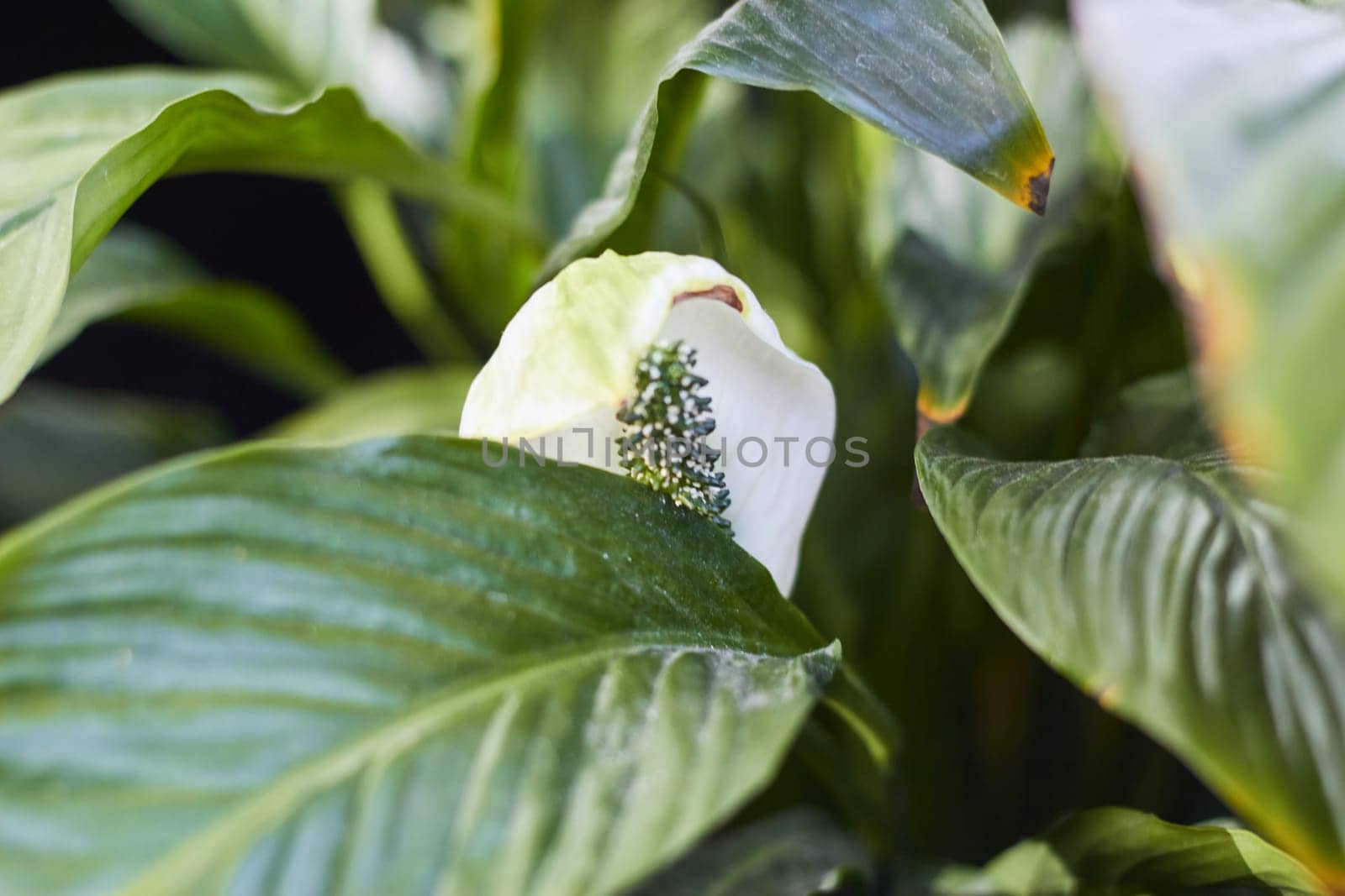 Plant in a pot with large green leaves and a white flower. Landscaping. Decor and comfort at home.