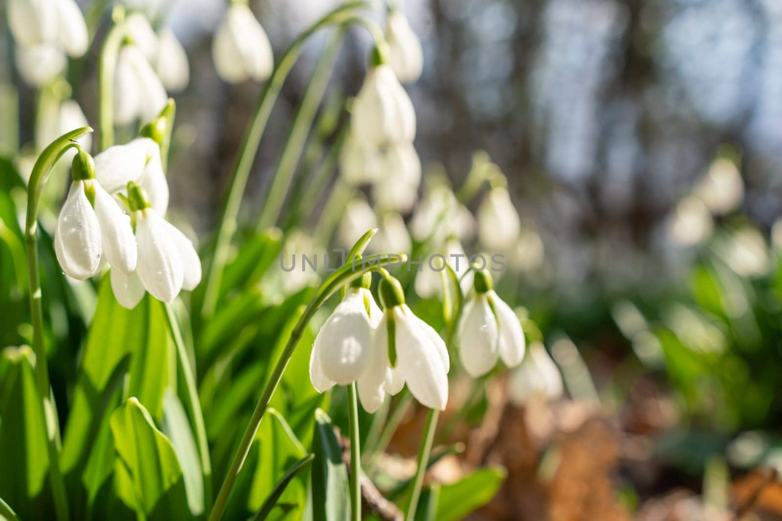 White snowdrops in the early spring in the forest. Beautiful footage of galanthus commonly known as snowdrop.