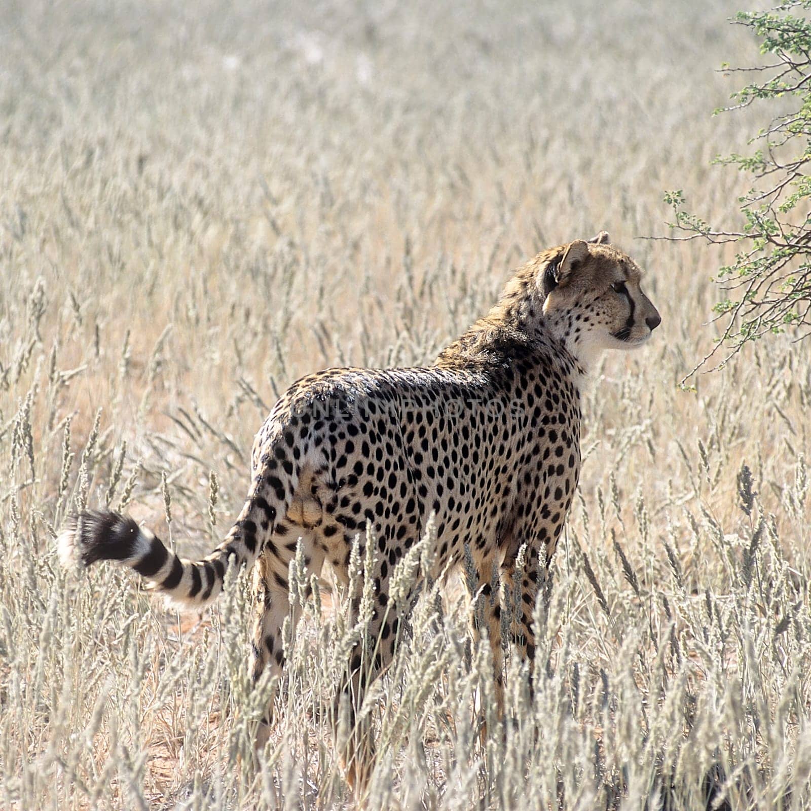 Cheetah (Acinonyx jubatus), Africa, Namibia, Hardap, Kalahari