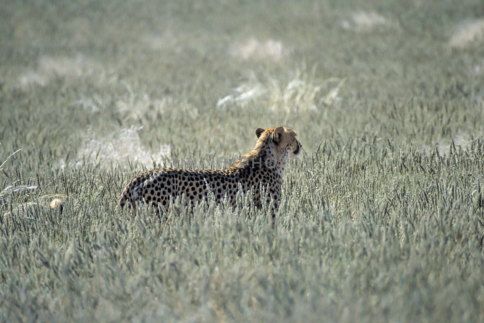 Cheetah (Acinonyx jubatus), Africa, Namibia, Hardap, Kalahari