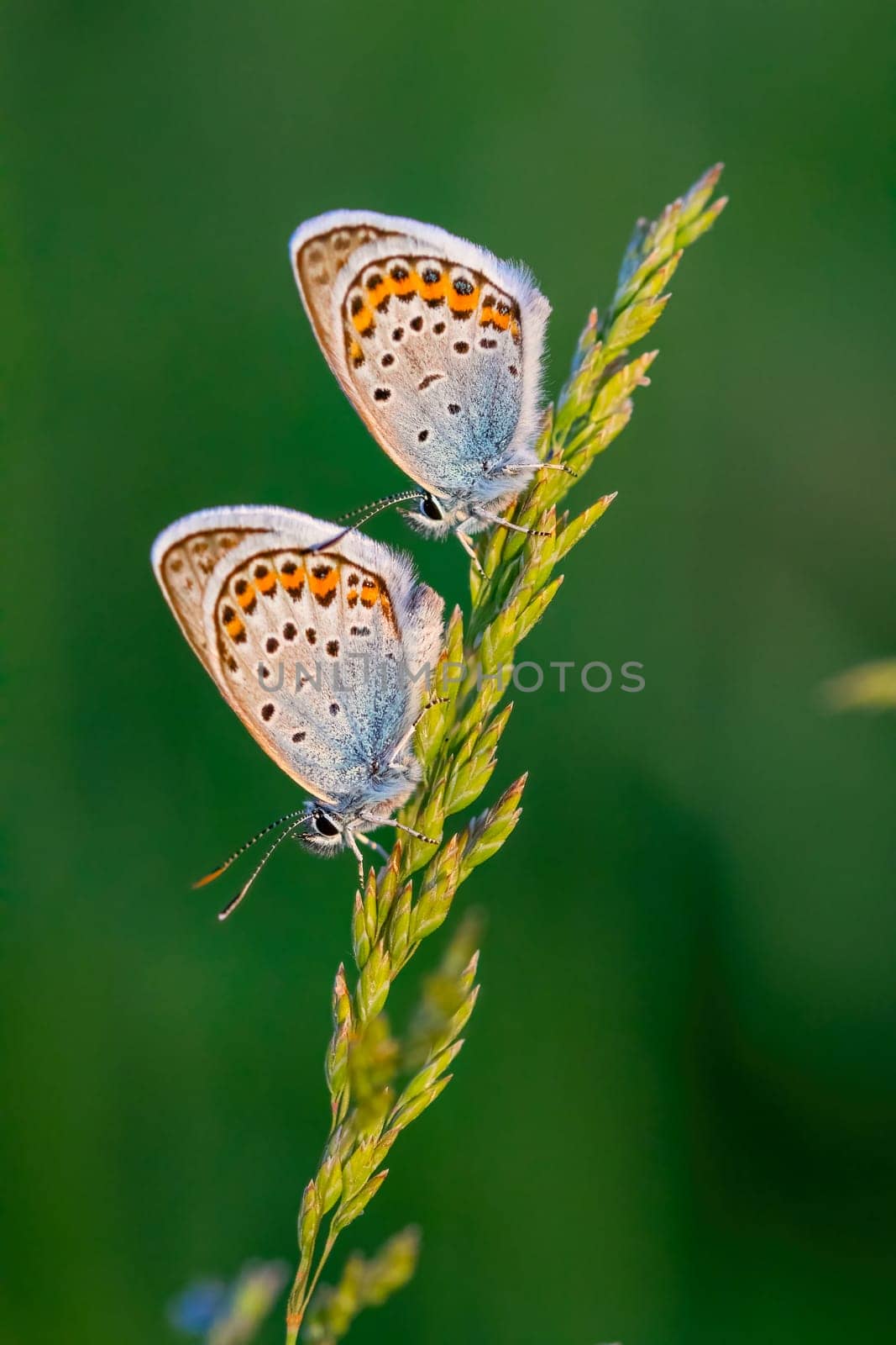 Close up picture from a nice common blue butterflies on the meadow by Digoarpi