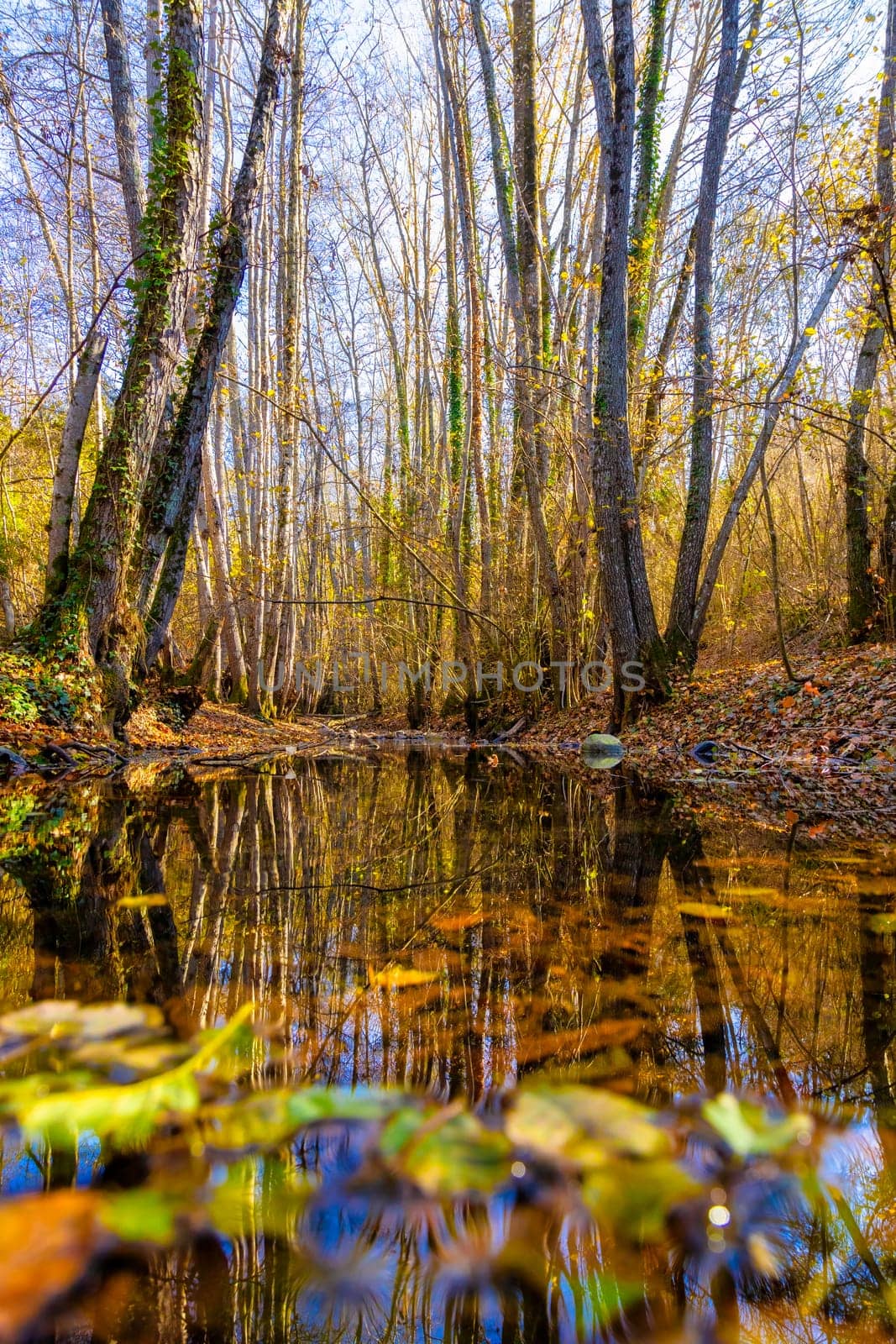 Small creek in the forest in a sunny autumn day