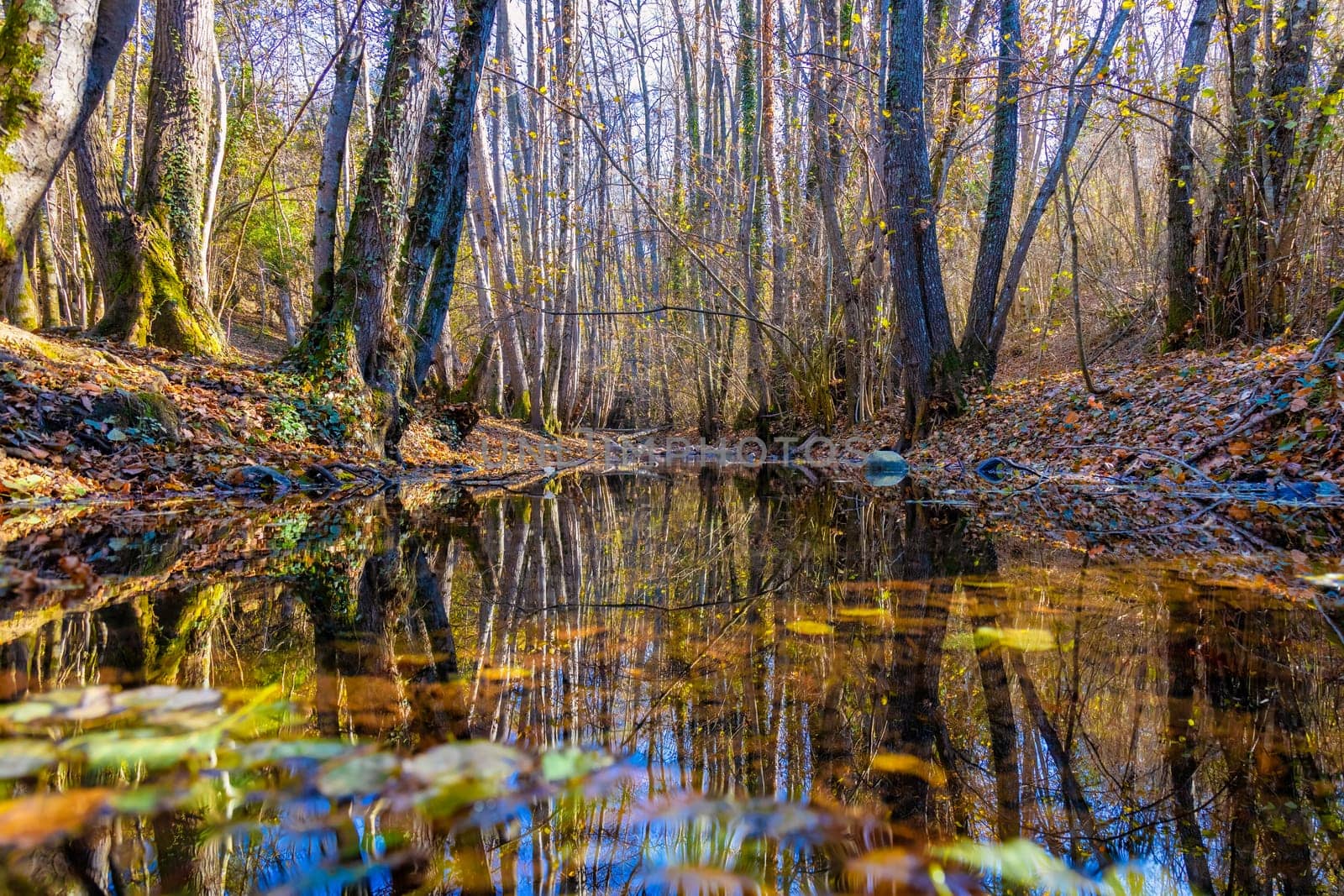 Small creek in the forest in a sunny autumn day by Digoarpi