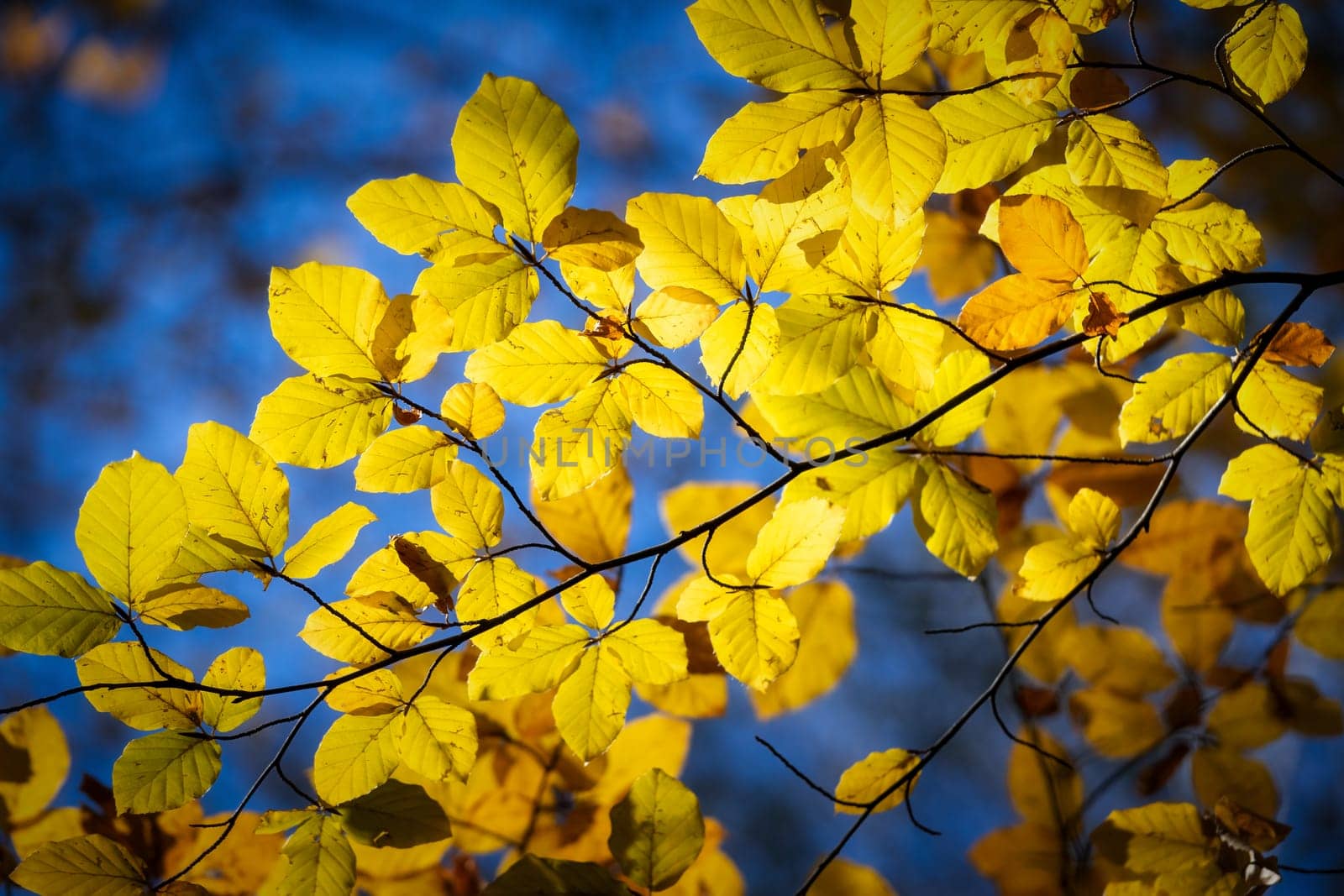 Beech tree with beautiful orange leaves outdoors on sunny autumn day by Digoarpi