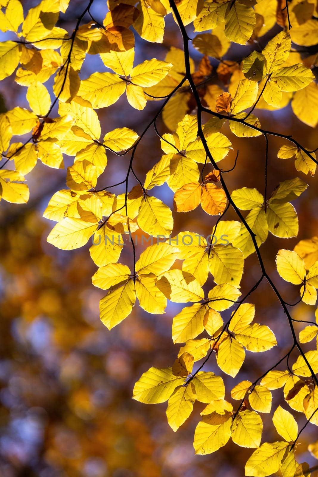 Beech tree with beautiful orange leaves outdoors on sunny autumn day by Digoarpi