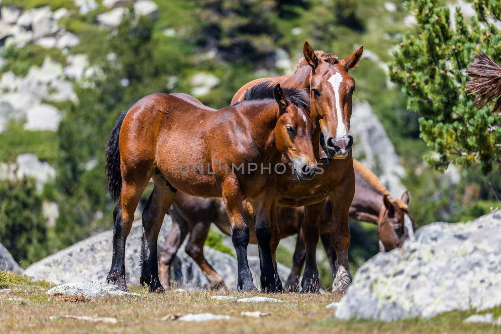 Beautiful brown horse family in the meadow by Digoarpi