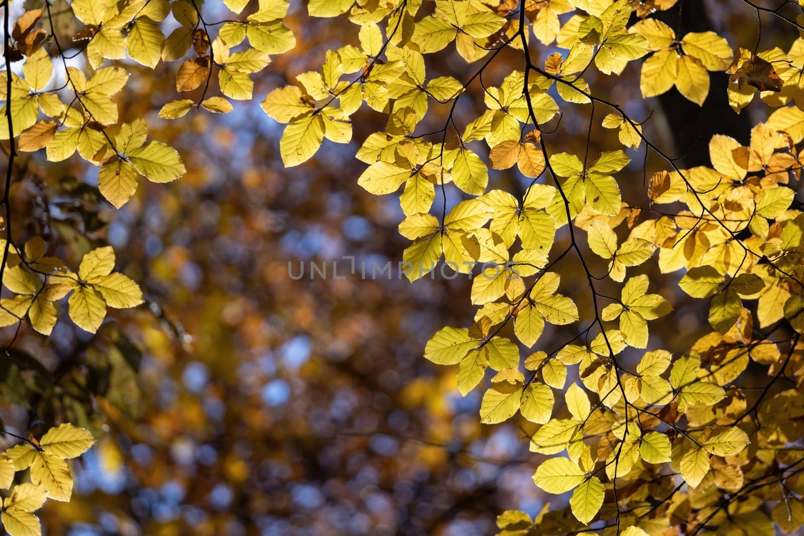 Beech tree with beautiful orange leaves outdoors on sunny autumn day by Digoarpi