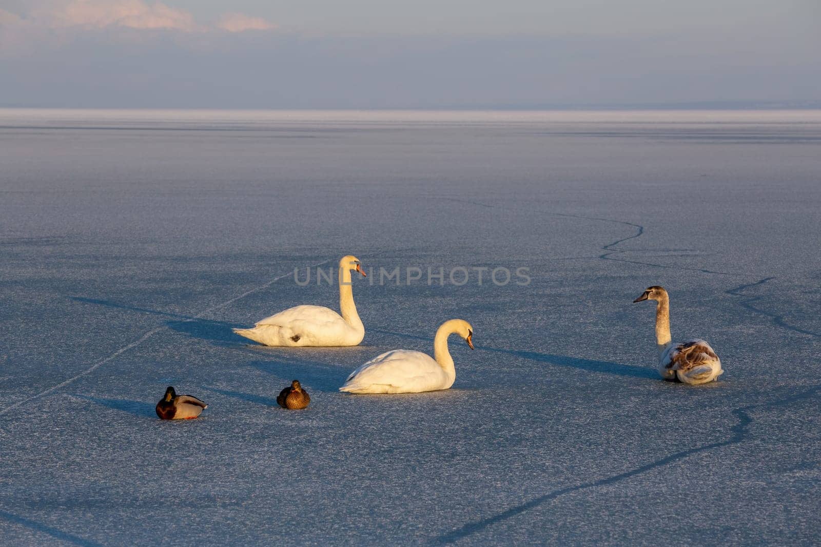 Lonely swans in winter on the lake Balaton, Hungary