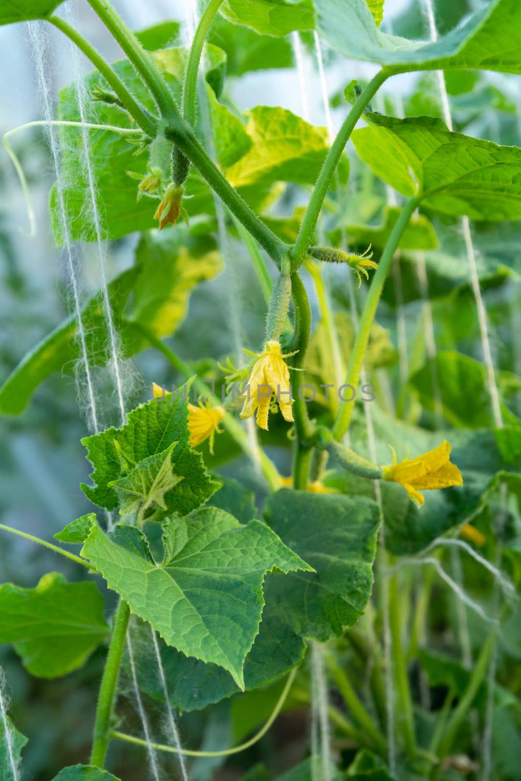 Young cucumbers with flowers growing on bush. Cucumber with leaves in greenhouse.