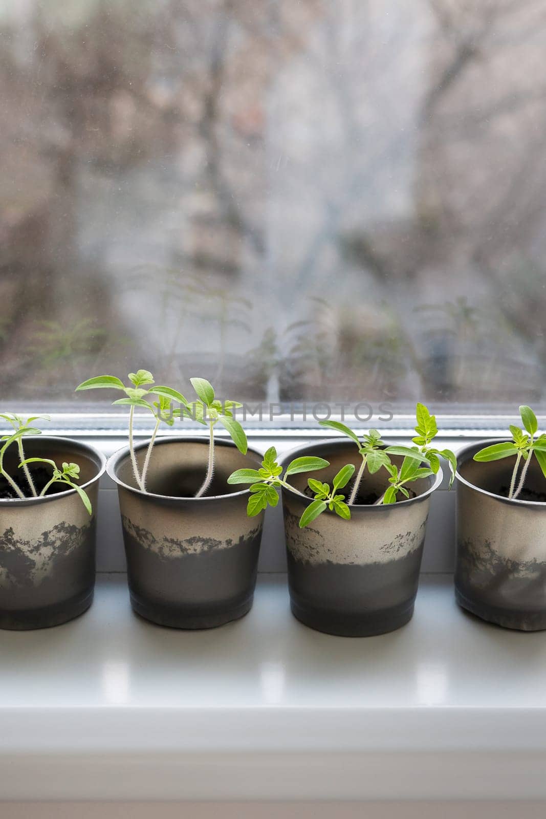 Growing vegetables on the windowsill in the house, young tomatoes in plastic cups on the window. Healthy seedlings, hobby gardening. Vertical photo. by sfinks