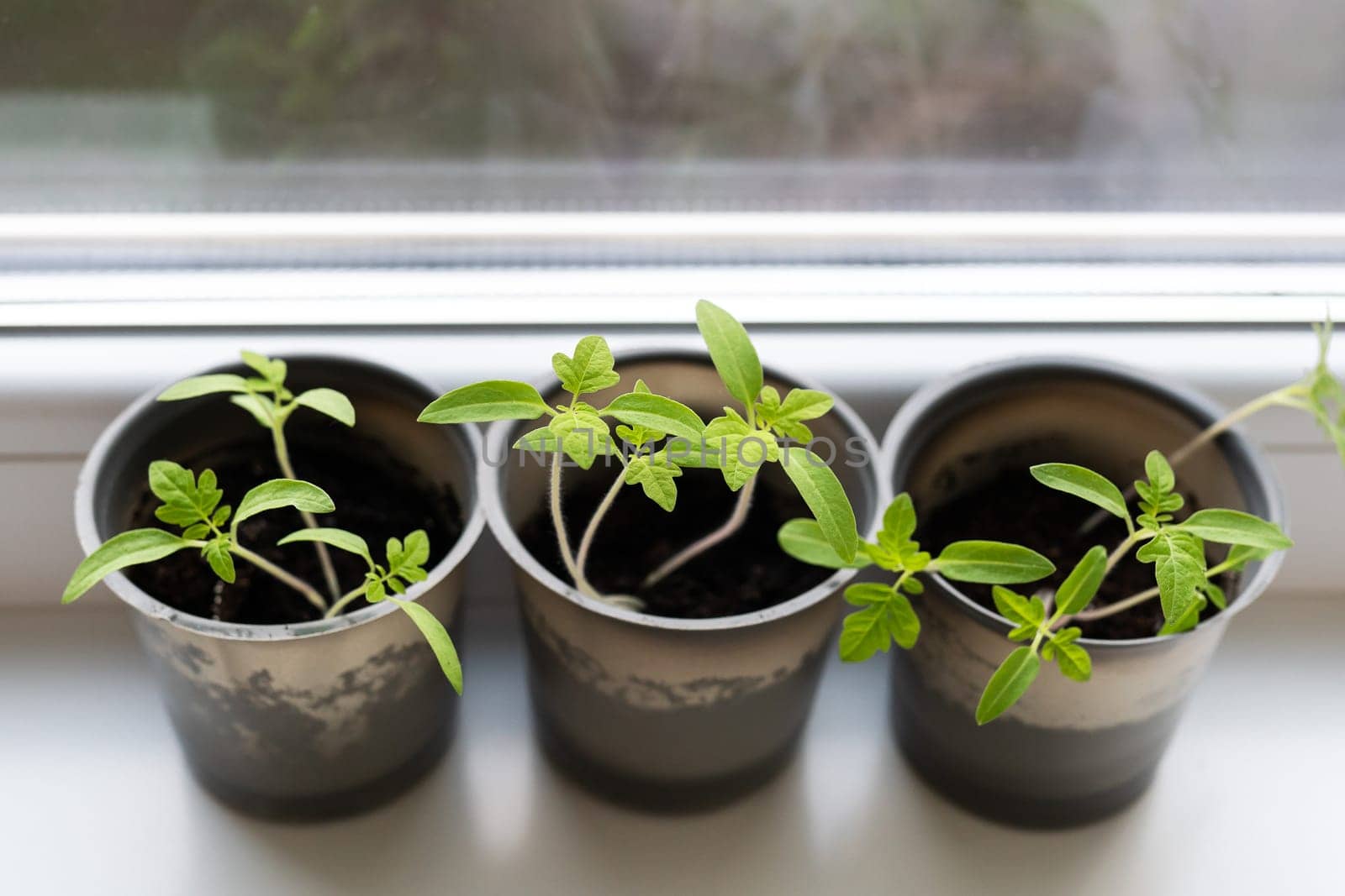 Growing vegetables on the windowsill in the house, young tomatoes in plastic cups on the window. Healthy seedlings, hobby gardening. by sfinks