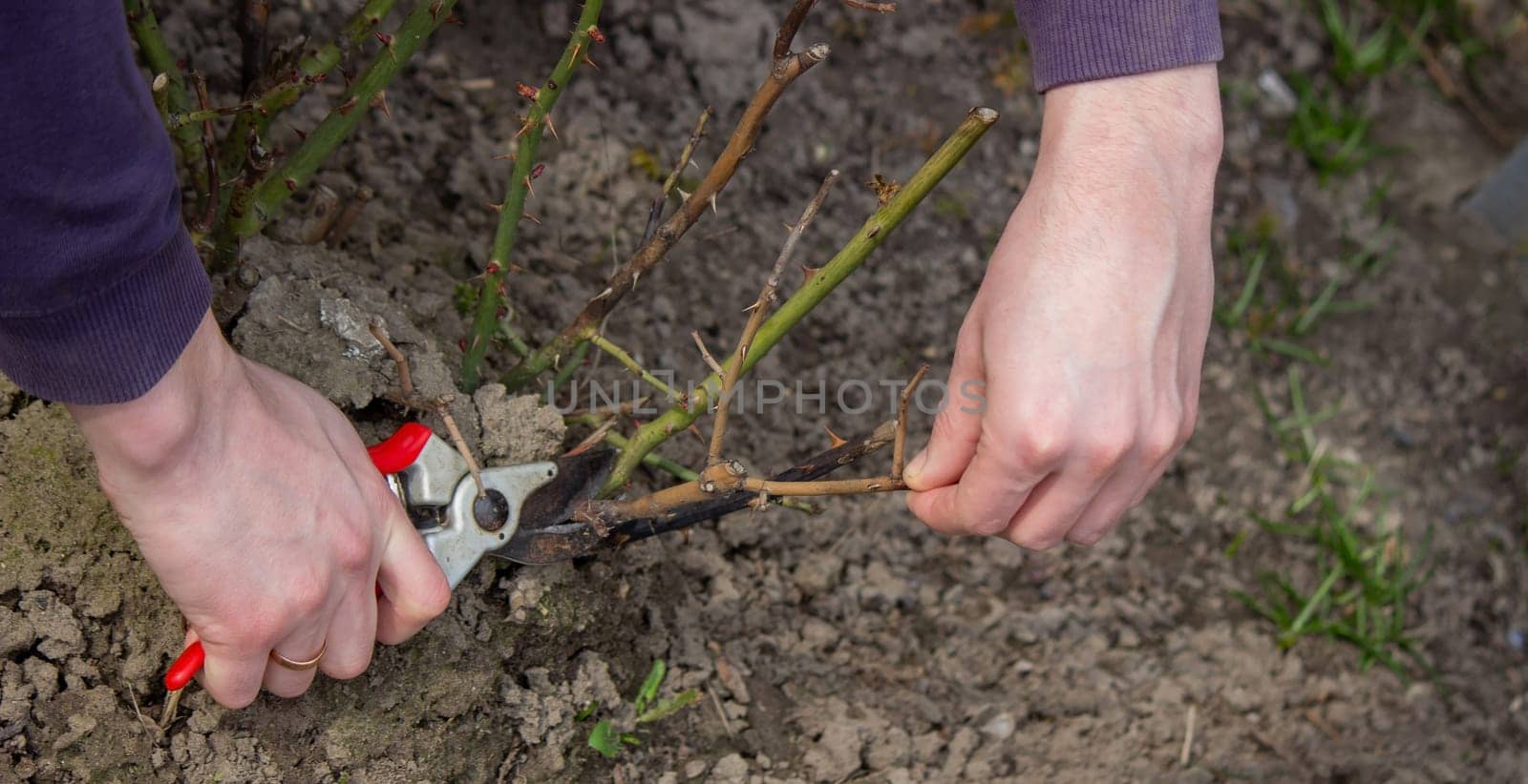 A hand holds secateurs and cuts a branch of a rose bush. Selective focus