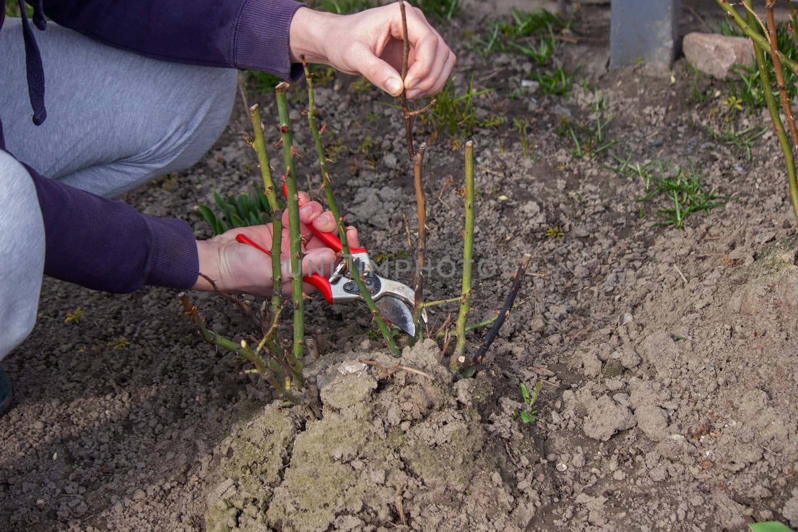 A hand holds secateurs and cuts a branch of a rose bush. Selective focus