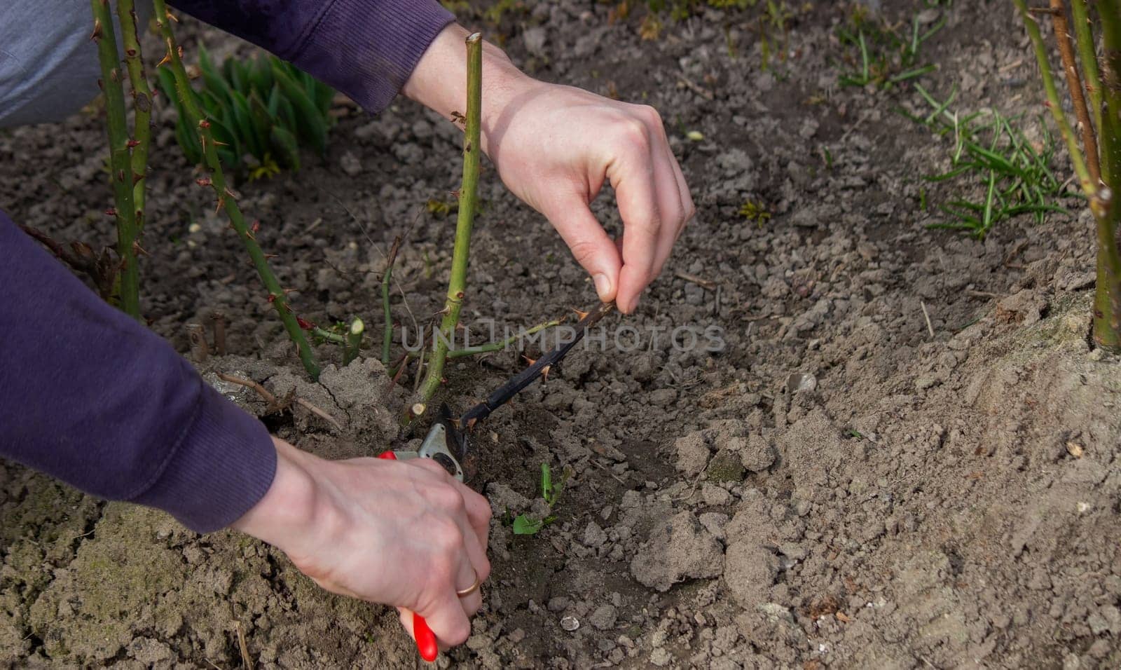 A hand holds secateurs and cuts a branch of a rose bush. Selective focus