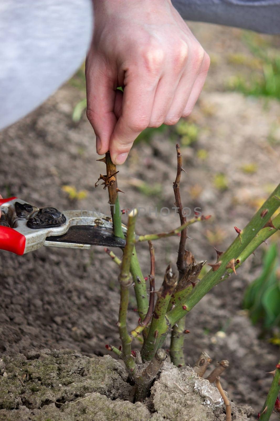 A hand holds secateurs and cuts a branch of a rose bush. Selective focus