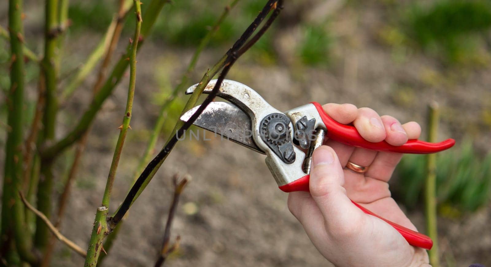 A hand holds secateurs and cuts a branch of a rose bush. Selective focus