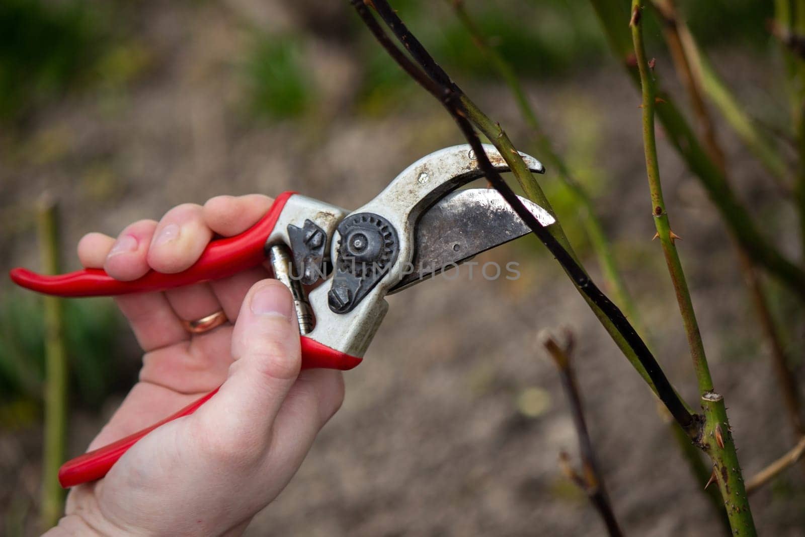 A hand holds secateurs and cuts a branch of a rose bush. Selective focus