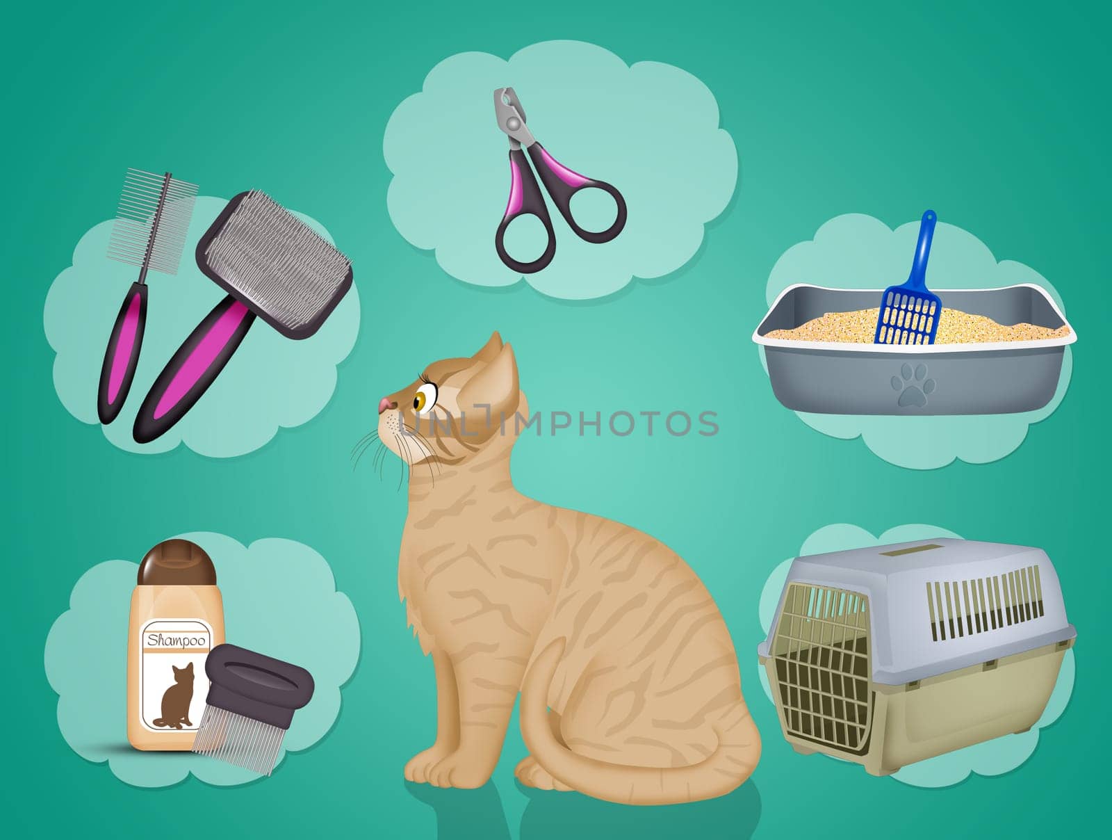 various accessories for cats