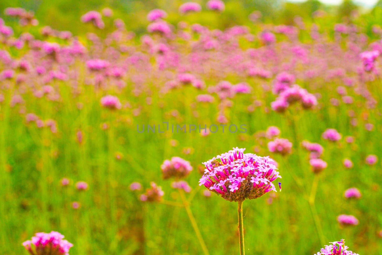 View of beautiful pink flower field spring season nature background