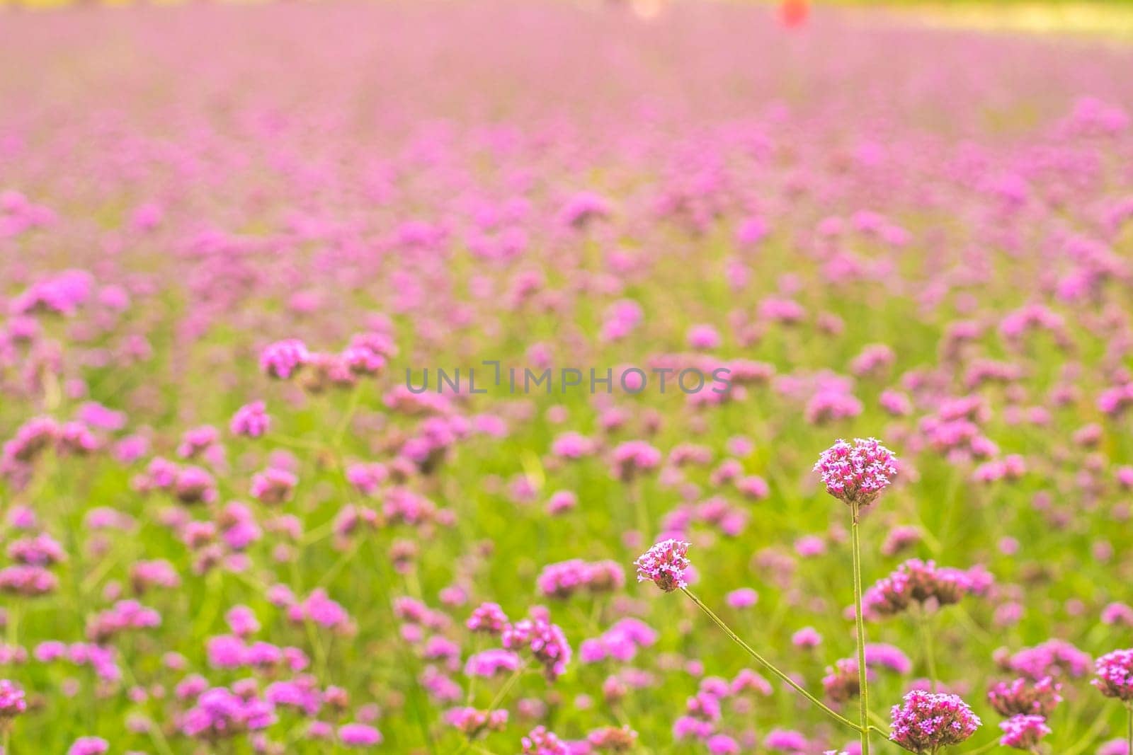 View of beautiful pink flower field spring season nature background