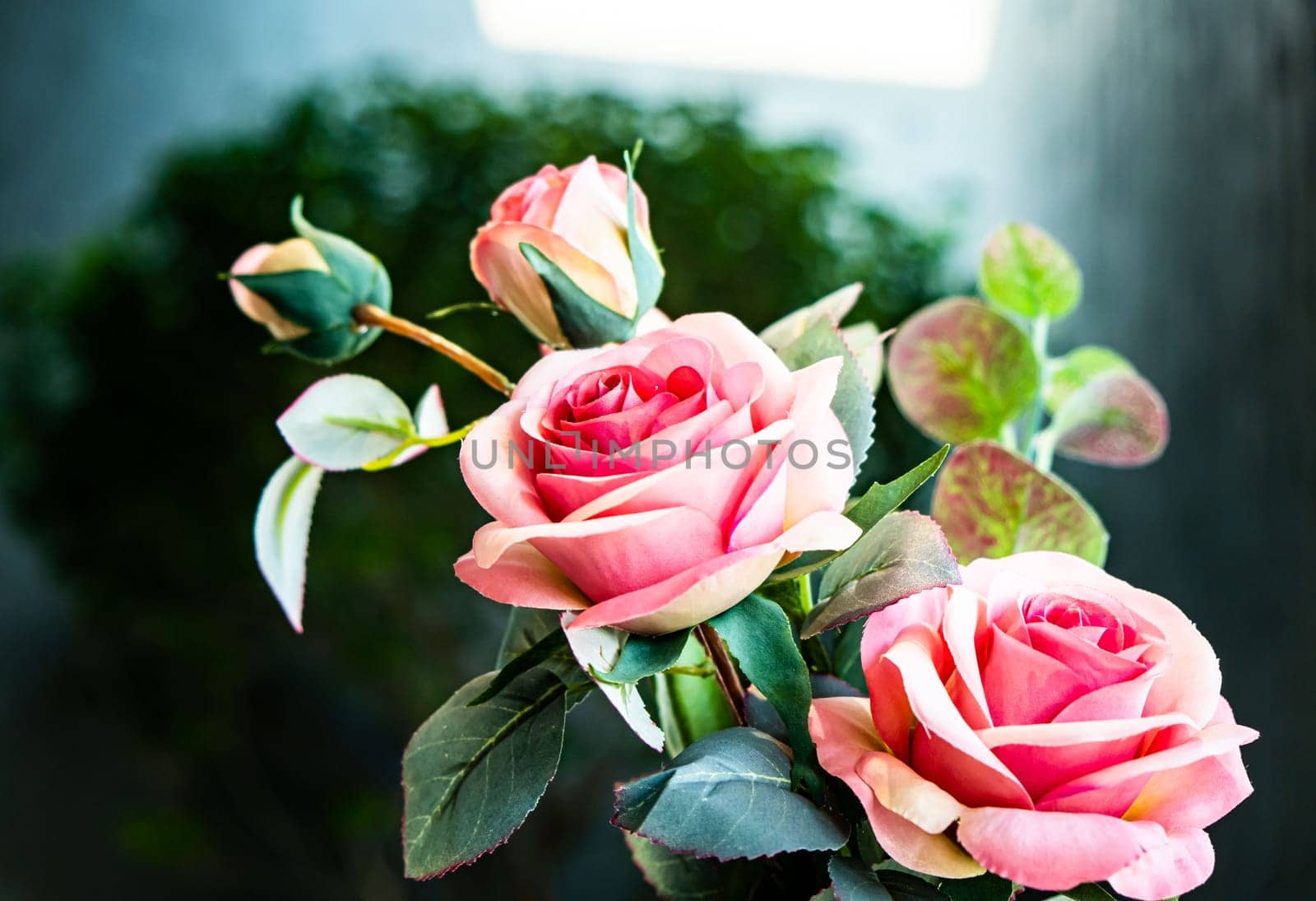 close up pink rose flower valentime romantic day idea love background.