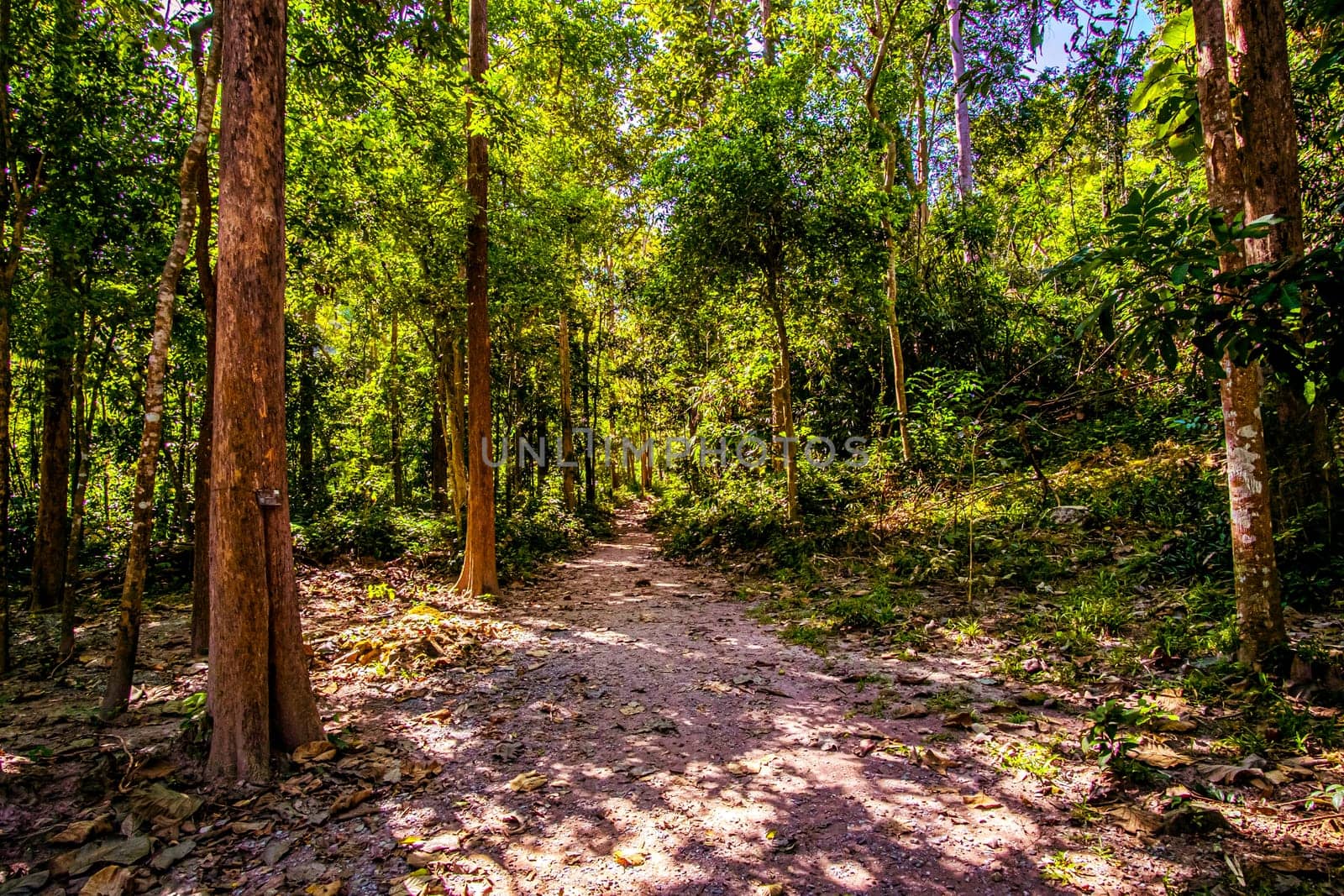 Forest trail scene. in deep woodland .