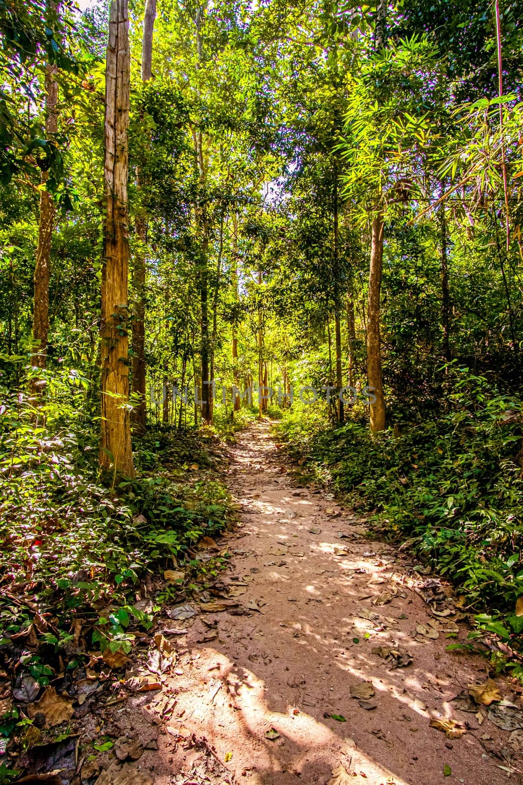 Forest trail scene. in deep woodland . by Petrichor